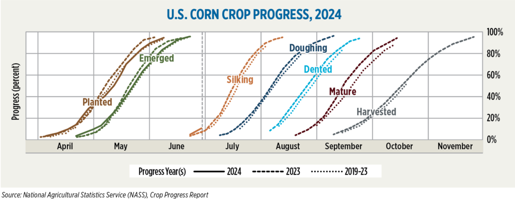U.S. corn crop progress, July 2024